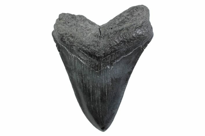 Serrated, Fossil Megalodon Tooth - South Carolina #362199